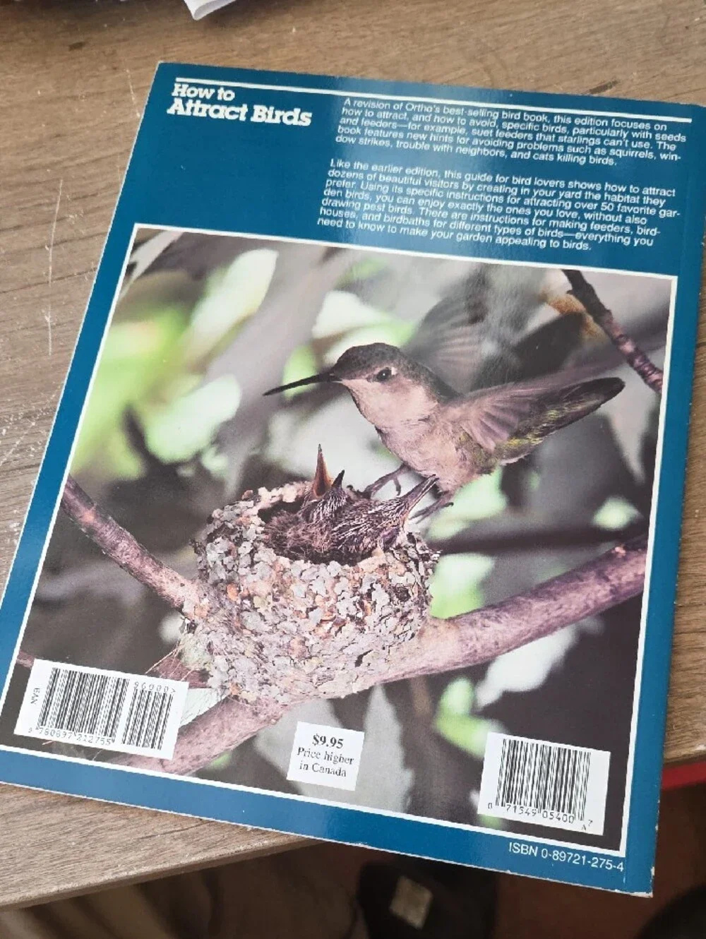 Blue Bird Care Guide - How to Attract Birds